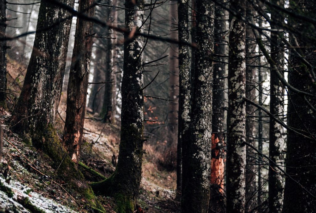 Detido suspeito de incêndio florestal @Foto PJ