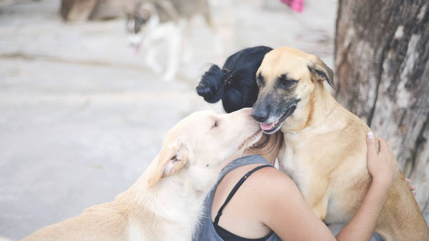 Animais de companhia @União Zoófila