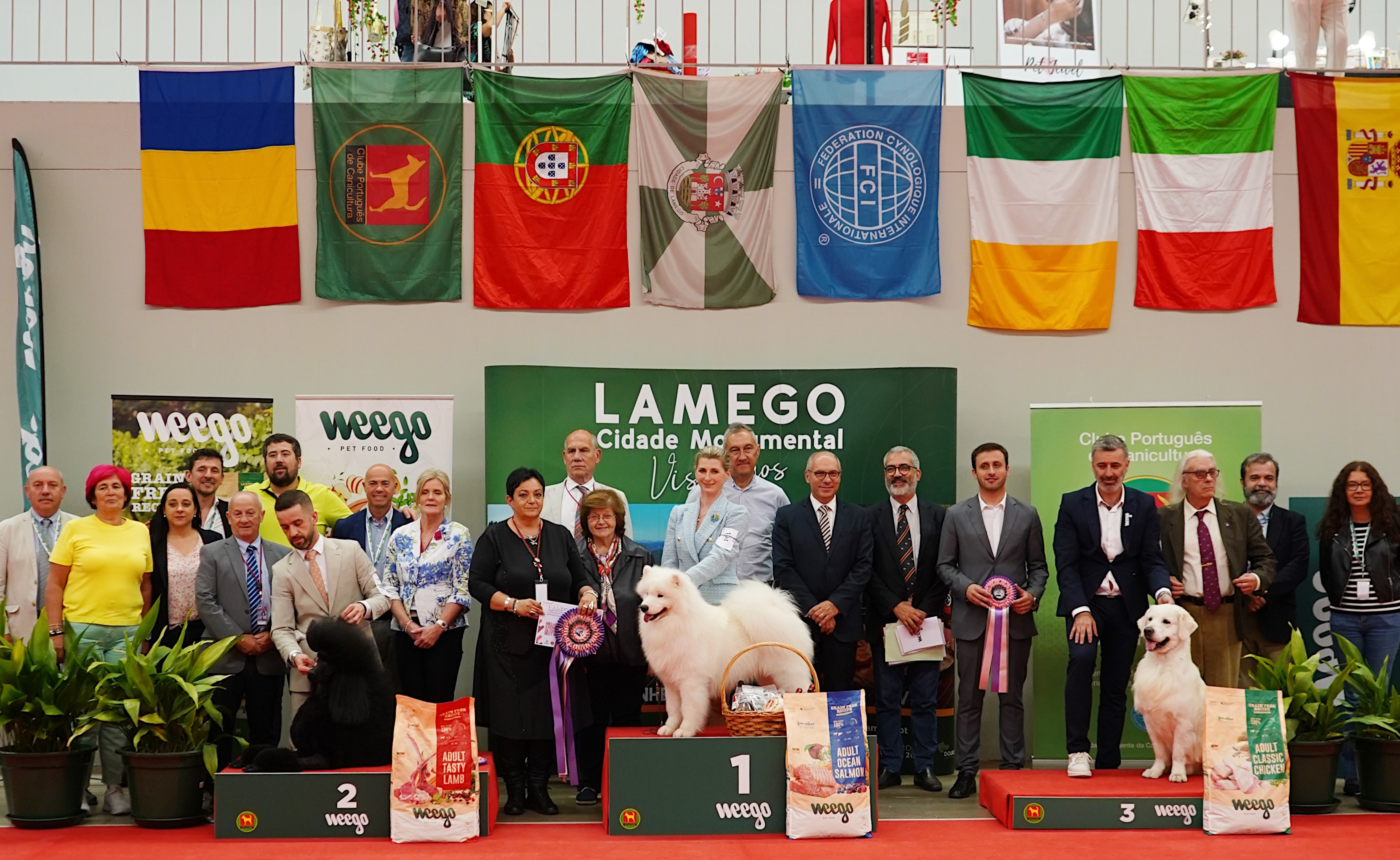 Cão Samoiedo vence exposição internacional de Lamego @CM Lamego