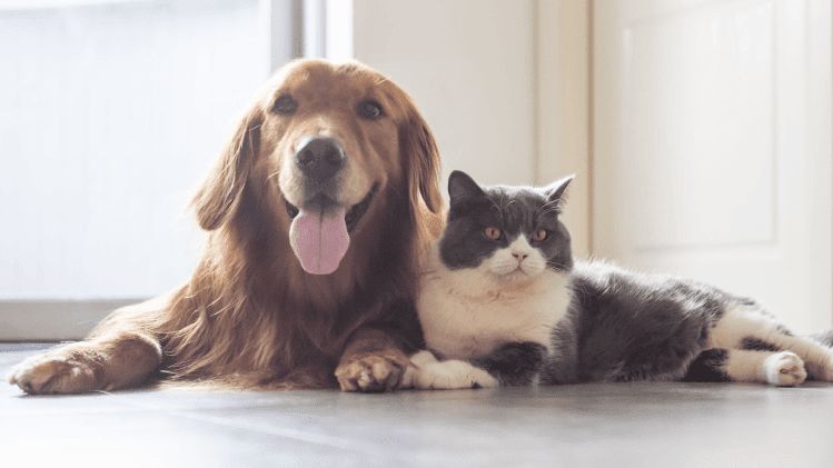Cães e Gatos @freepik
