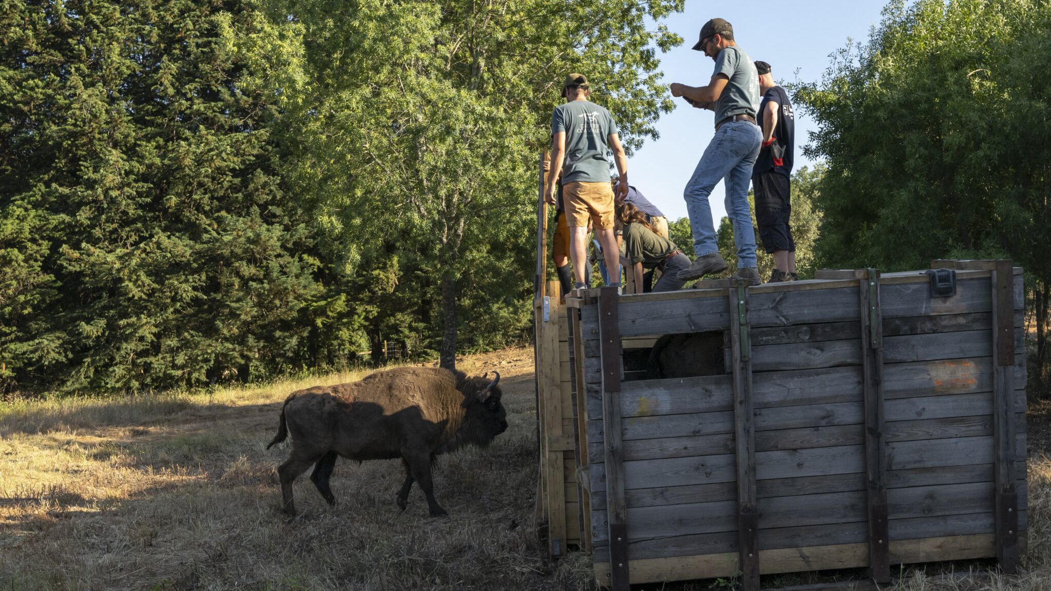 Bisonte europeu ©Rewilding Portugal