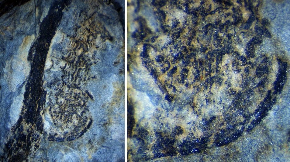 Fóssil da nova espécie Bussacoconus zeliapereirae corresponde a um estróbilo raro de uma esfenofilídea da já extinta ordem das Sphenophyllales @UC