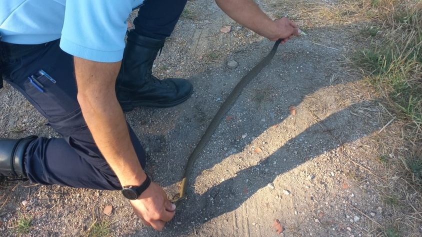 Recolha de cobra rateira em Gouveia @CTG