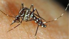 Este mosquito pode transmitir às pessoas, quando infetado, doenças como Dengue, Chikungunya ou Zika @DGS