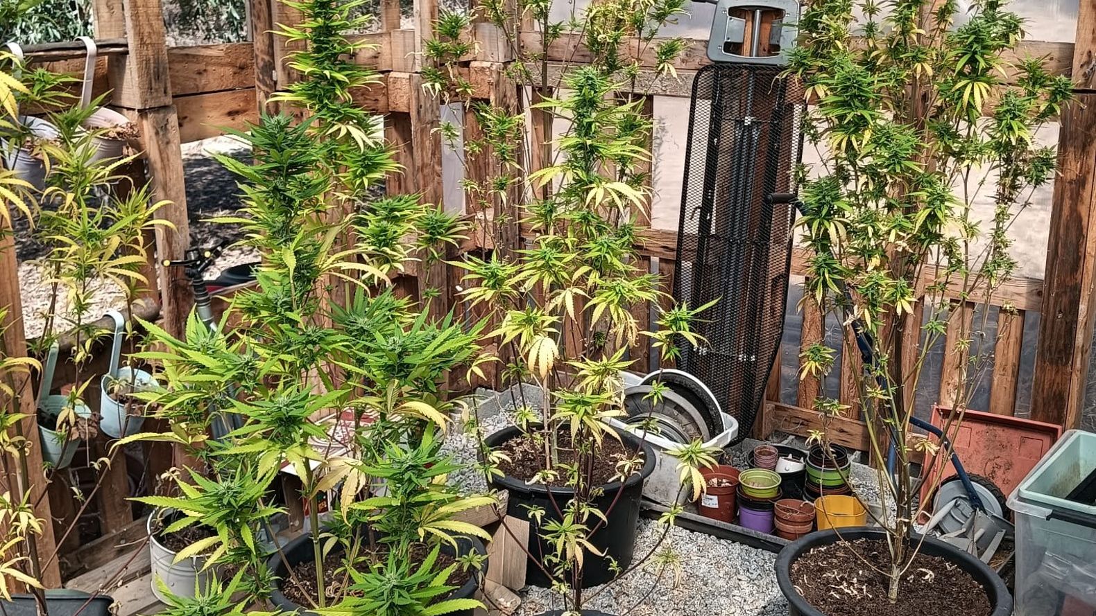 Apreensão de cultivo da GNR de Castelo Branco @GNR