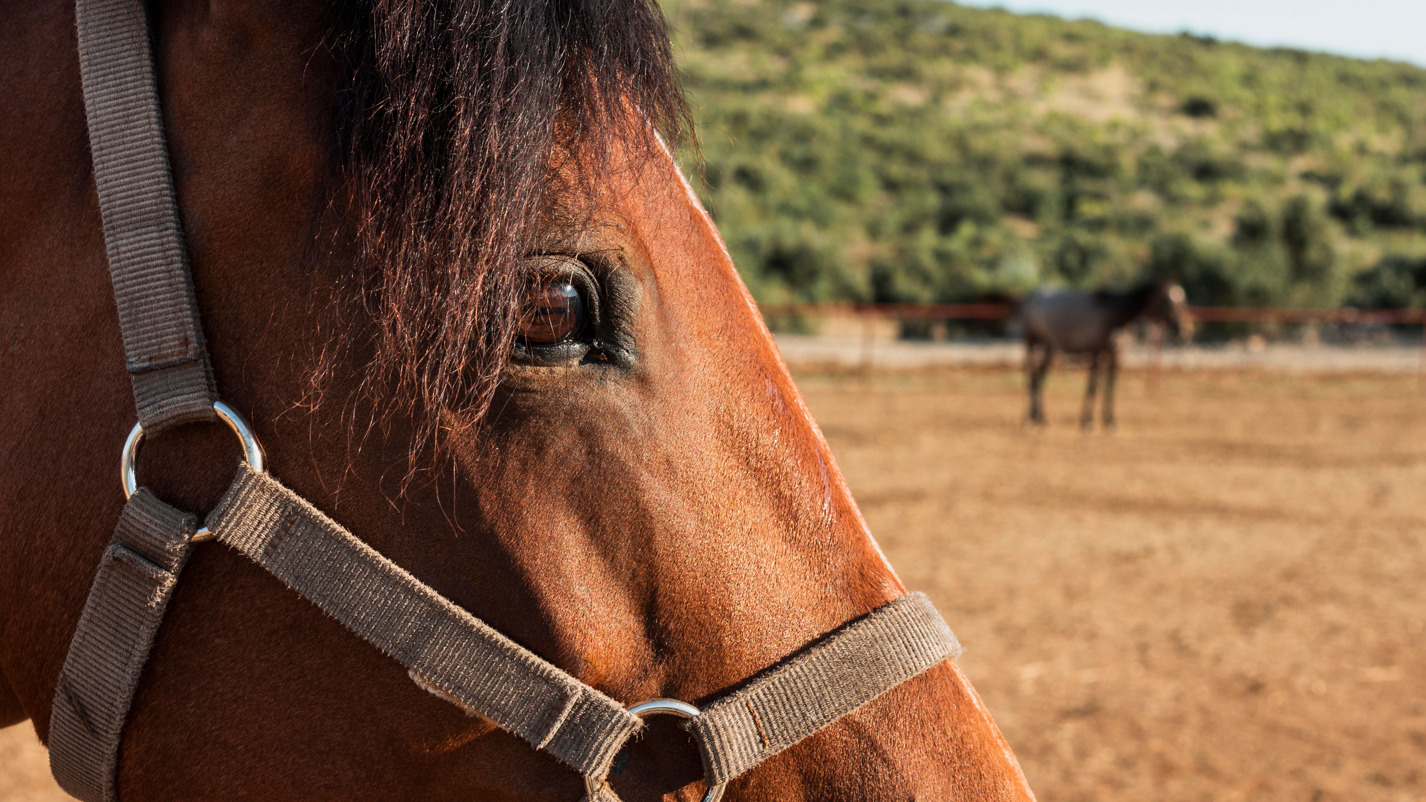 Cavalos @freepik
