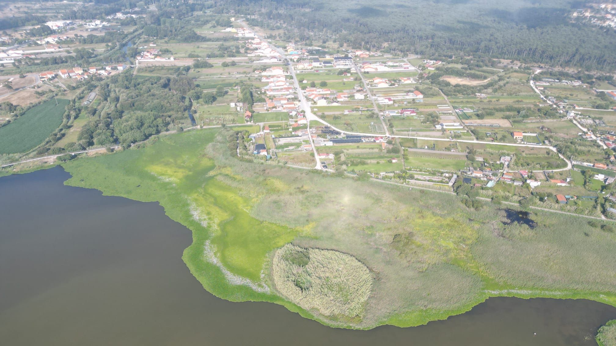 Combate ao jacinto de água em Mira @CMM