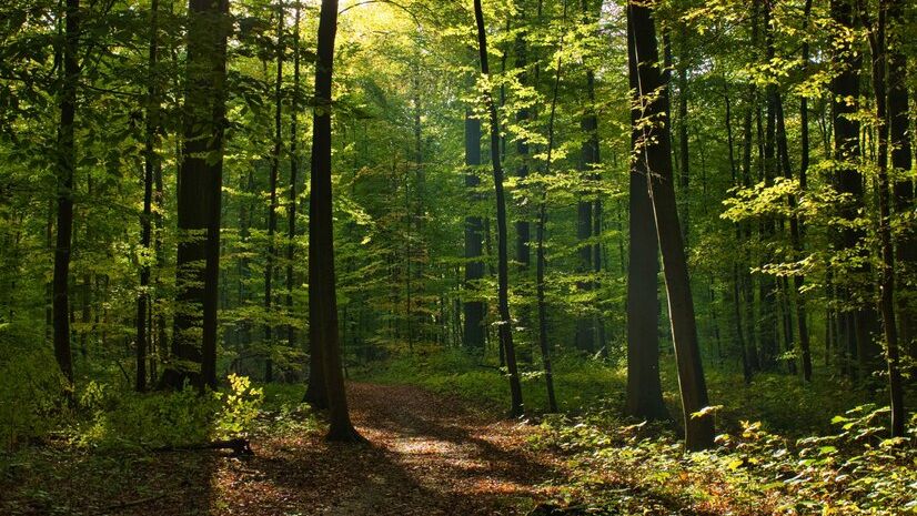 Floresta @wirestock freepik