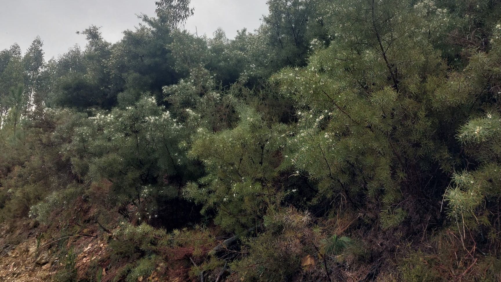 Espécie invasora Hakea sericea, também conhecida como háquea-espinhosa @CMOF