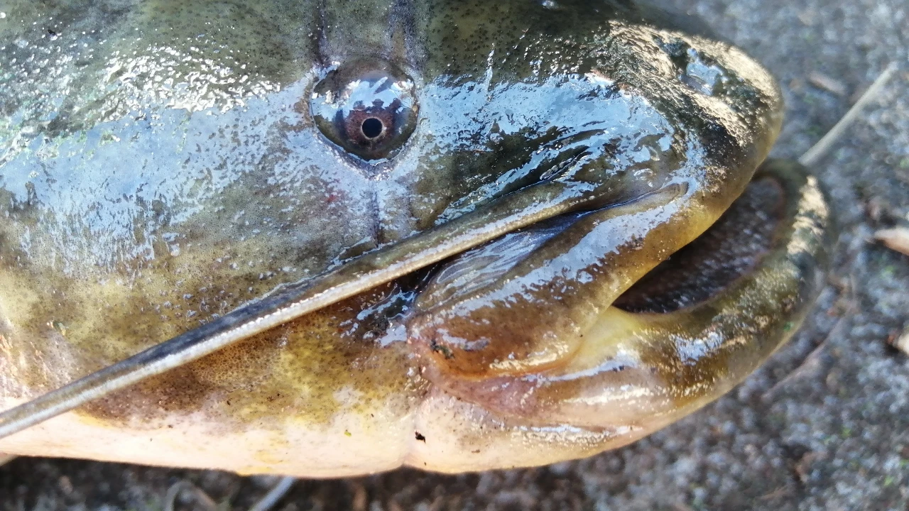 Silurus Peixe Gato Europeu @Filipe Ribeiro 