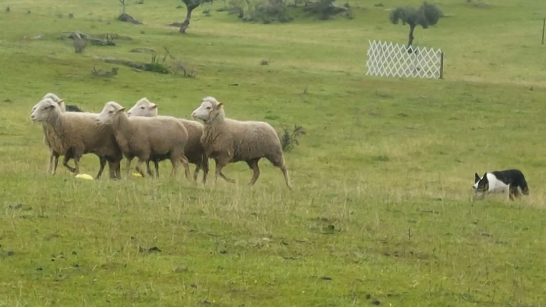 Campeonato de cães de pastoreio @IPCB 