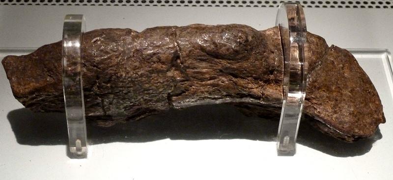 Excremento humano de Viking de York ©Linda Spashett, via Wikimedia Commons