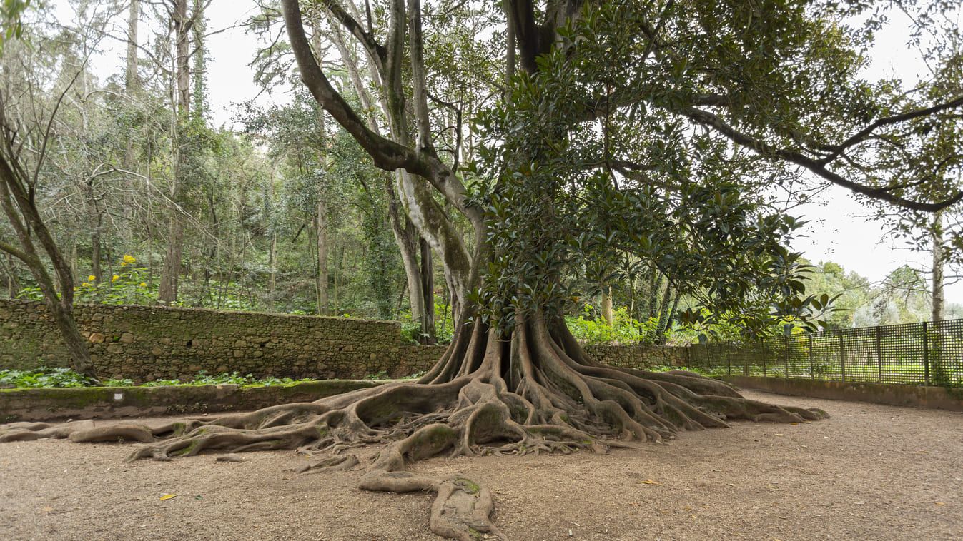 A Figueira dos Amores concorre ao título europeu «Tree of the Year 2025» @ Hugo Pinheiro / Jardins da Quinta das Lágrimas - Fundação Inês de Castro