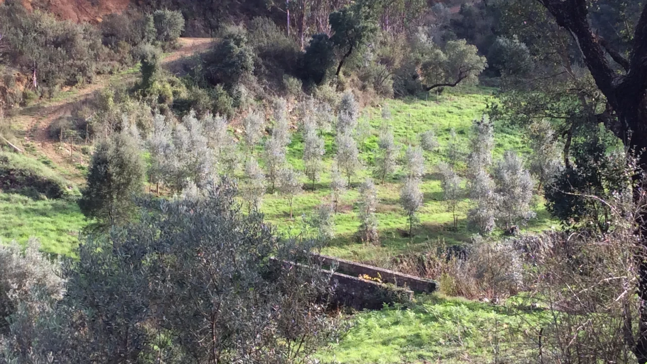 Territórios vulneráveis de floresta @CM Vila de Rei