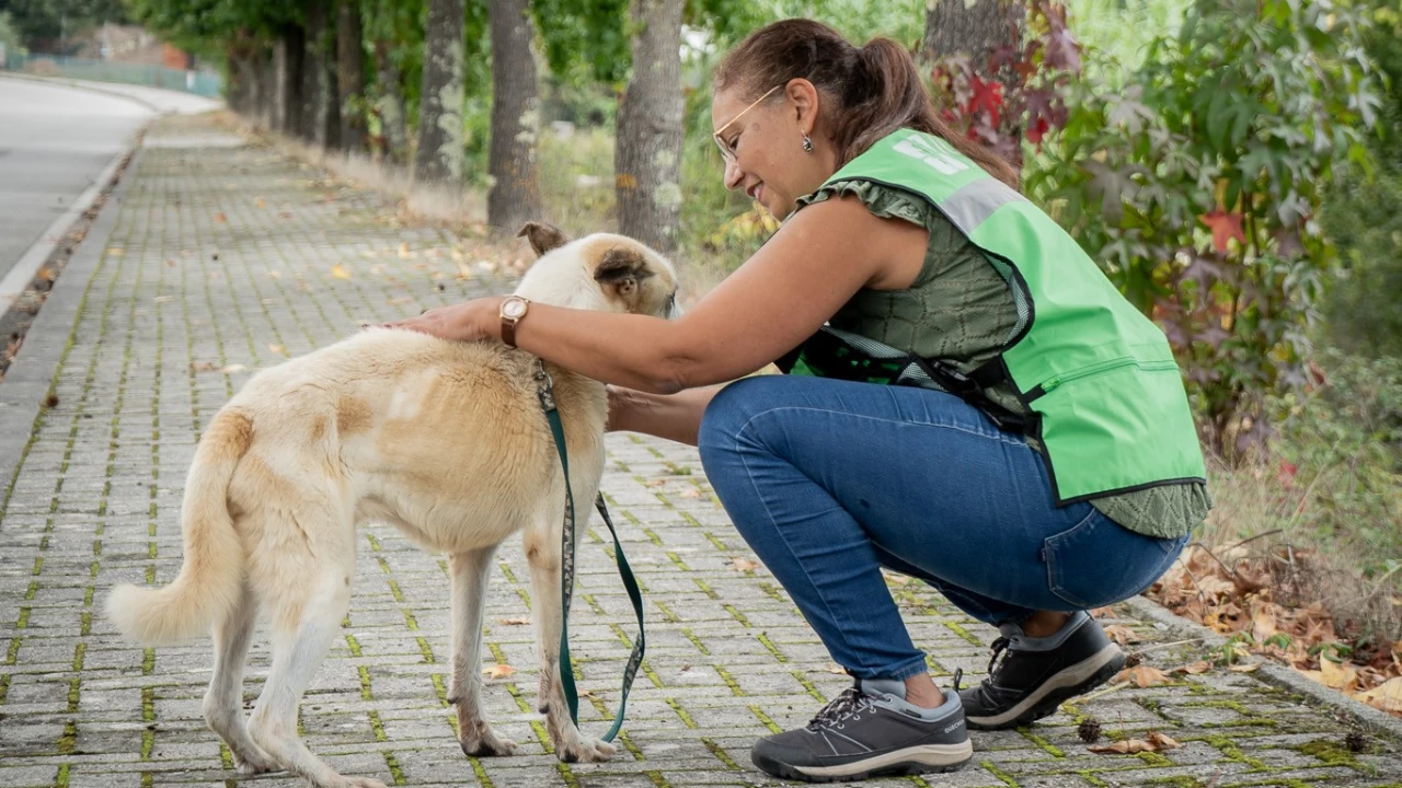 Animais de estimação @CM Tondela
