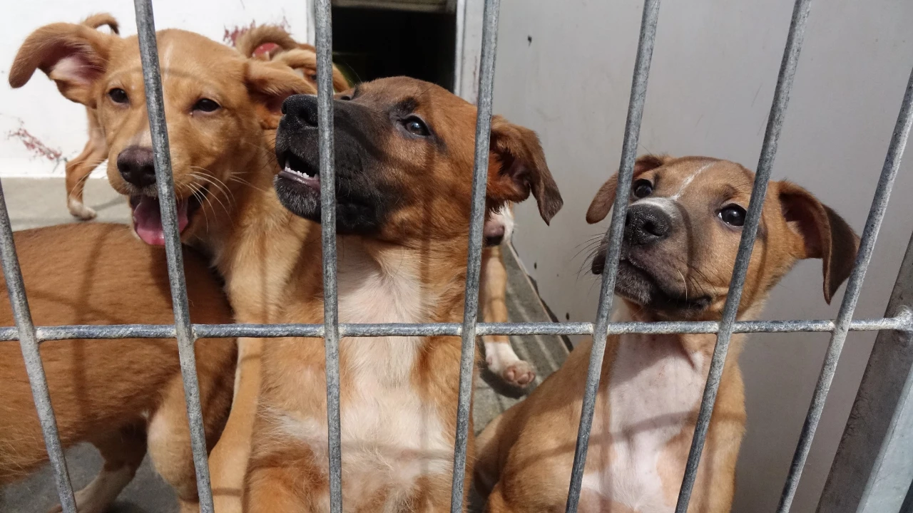 Animais do canil municipal @CM Coimbra 