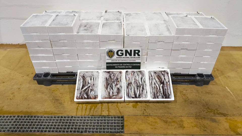 Apreensão de mais de meia tonelada de pescada subdimensionada @GNR