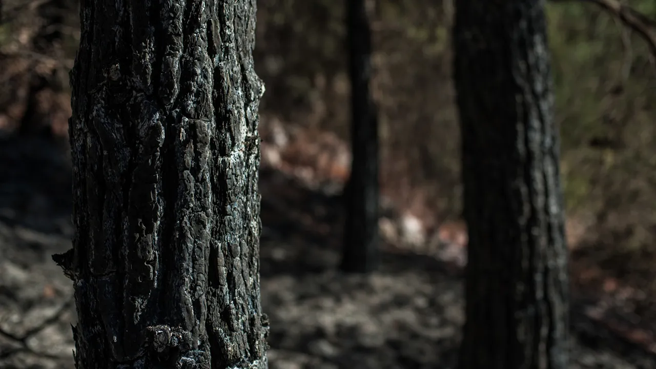 Imagem ilustrativa de área ardida @wirestock freepik