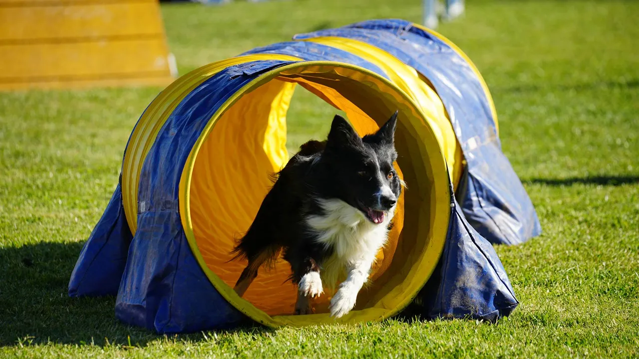 Agility @CM Abrantes