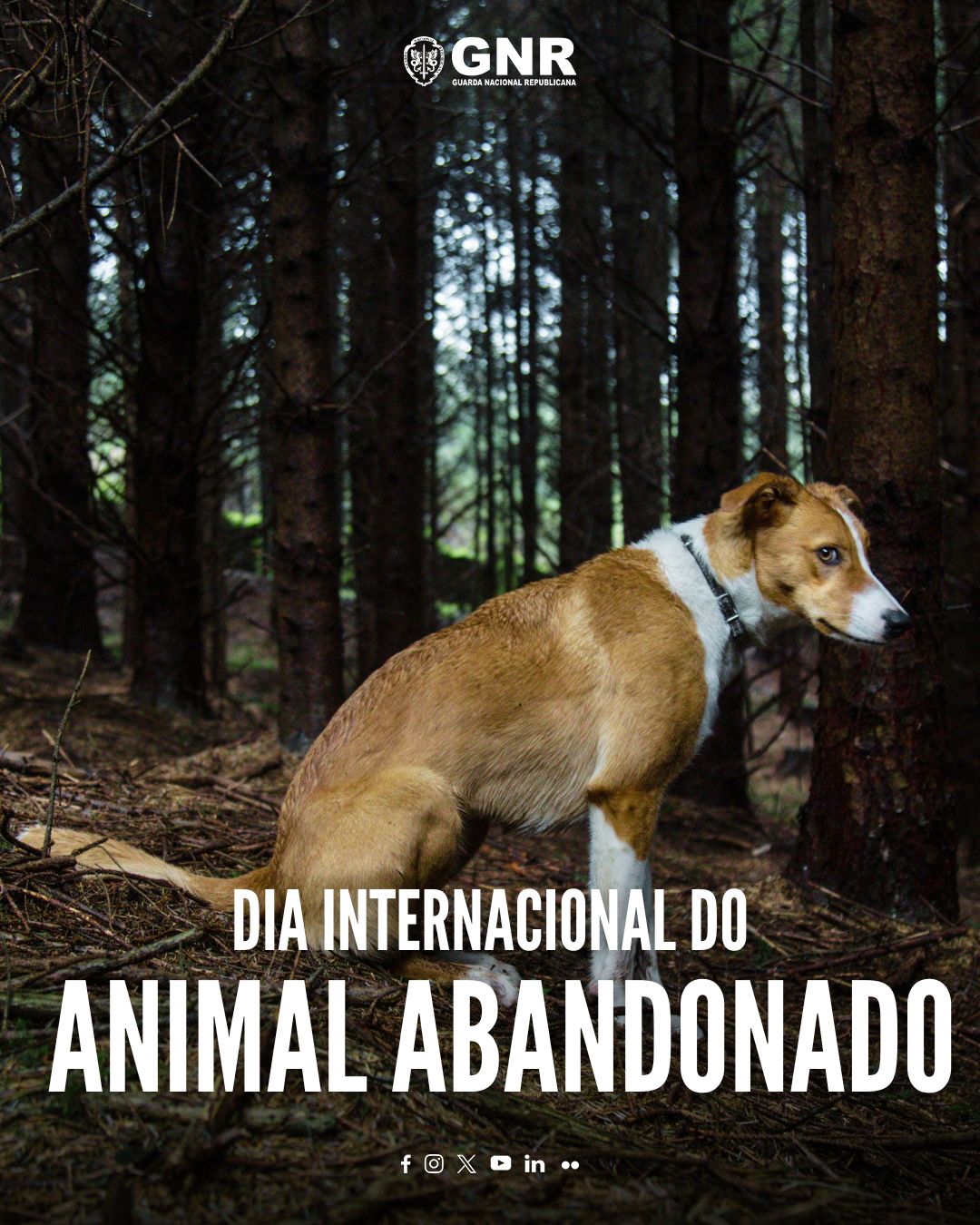 Dia internacional do animal abandonado ©GNR