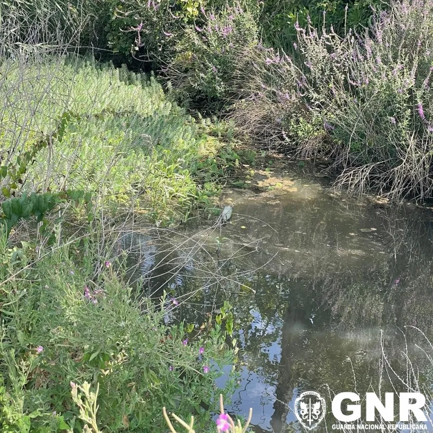 Descargas rio Lis - Monte Real ©GNR