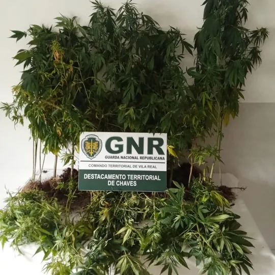 Apreensão Canabis ©GNR